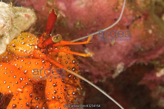 : Hermit Crab (Aniculus aniculus), Scuba diving : Hermit Crab (Aniculus aniculus), Scuba diving
