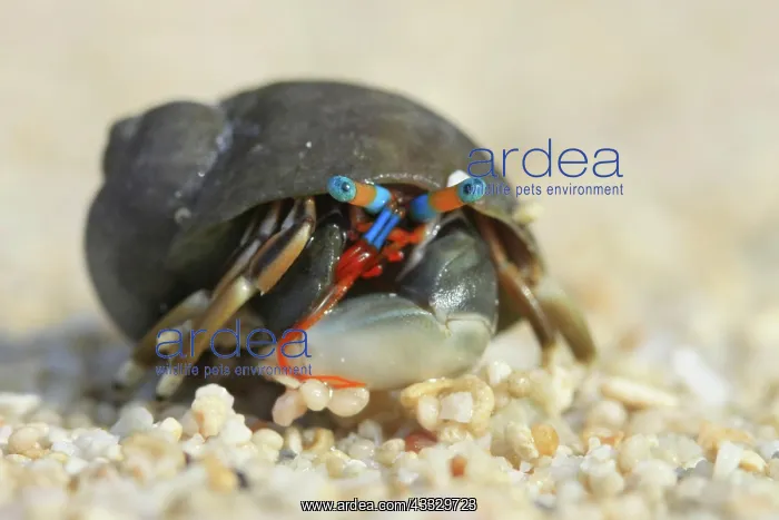 : Hermit crab on the beach with bright blue eyes : Hermit crab on the beach with bright blue eyes