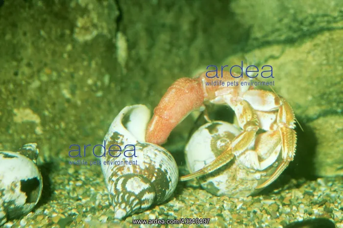 : HERMIT CRAB - CHANGING SHELL : HERMIT CRAB - CHANGING SHELL