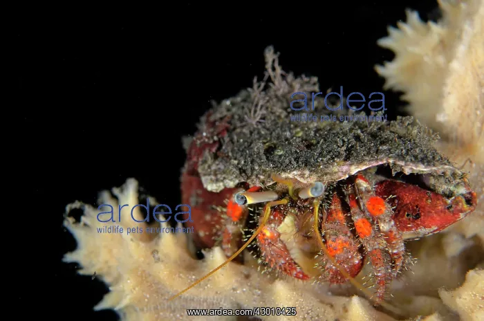 : Hermit Crab on coral on night dive TK1 dive site : Hermit Crab on coral on night dive TK1 dive site
