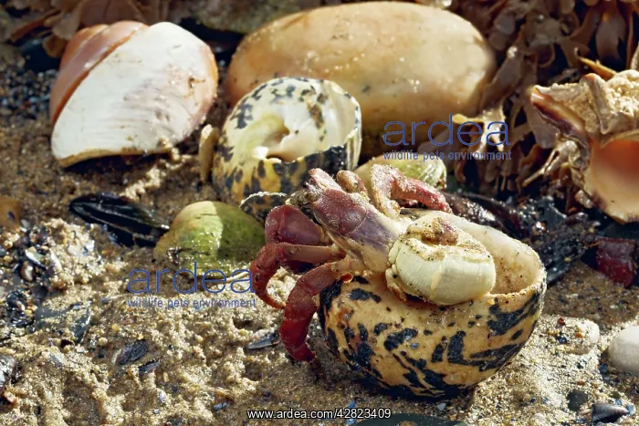 : Hermit Crab - exchanging shell : Hermit Crab - exchanging shell