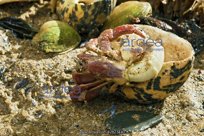 : Hermit Crab - exchanging shell : Hermit Crab - exchanging shell