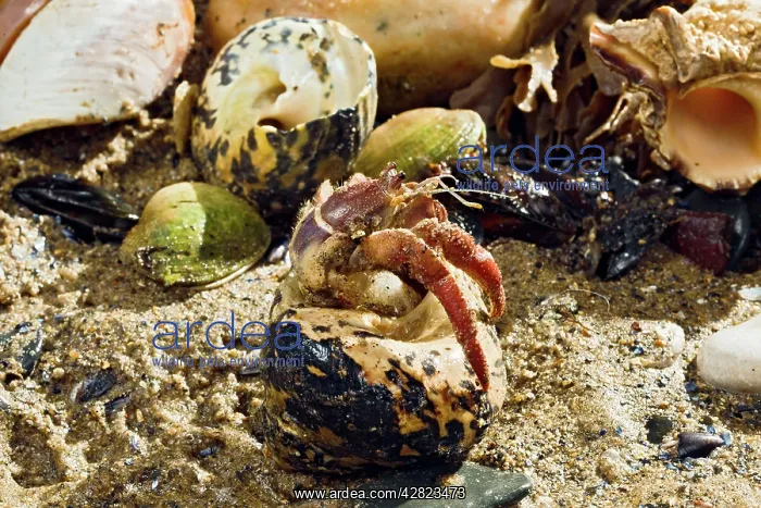: Hermit Crab - exchanging shell : Hermit Crab - exchanging shell