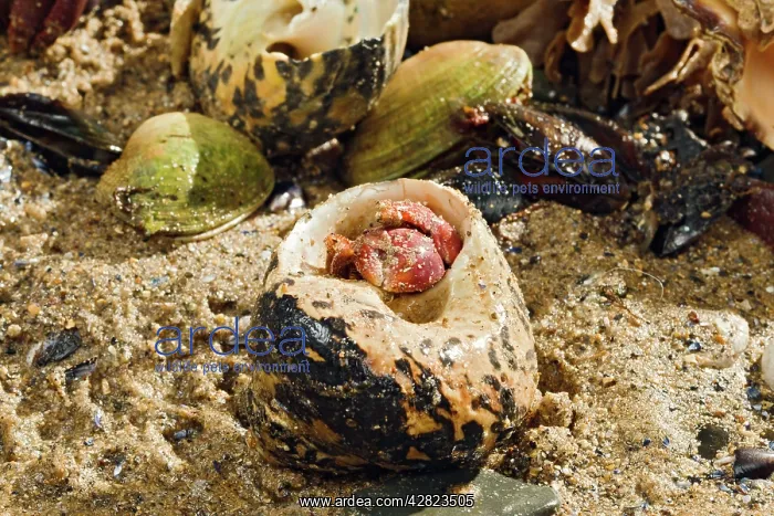 : Hermit Crab - exchanging shell : Hermit Crab - exchanging shell