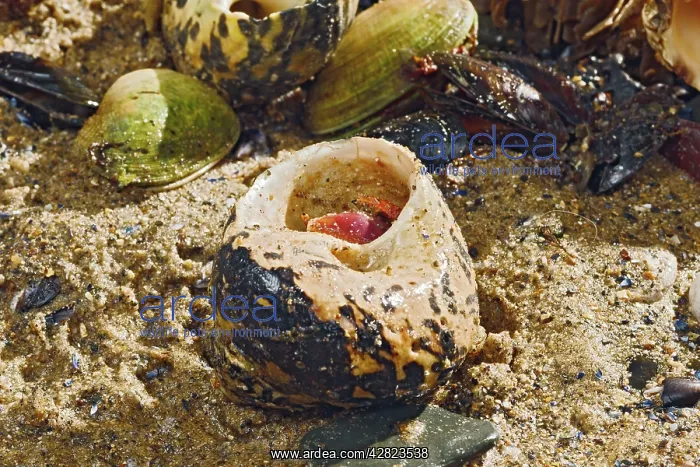 : Hermit Crab - exchanging shell : Hermit Crab - exchanging shell