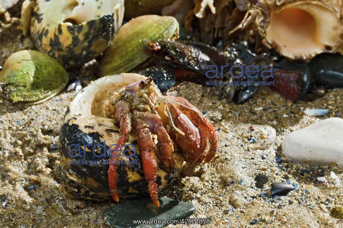 : Hermit Crab - exchanging shell - from Caribbean : Hermit Crab - exchanging shell - from Caribbean