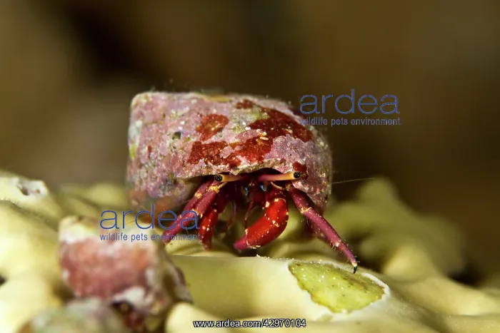 : Hermit Crab - on a hard coral : Hermit Crab - on a hard coral
