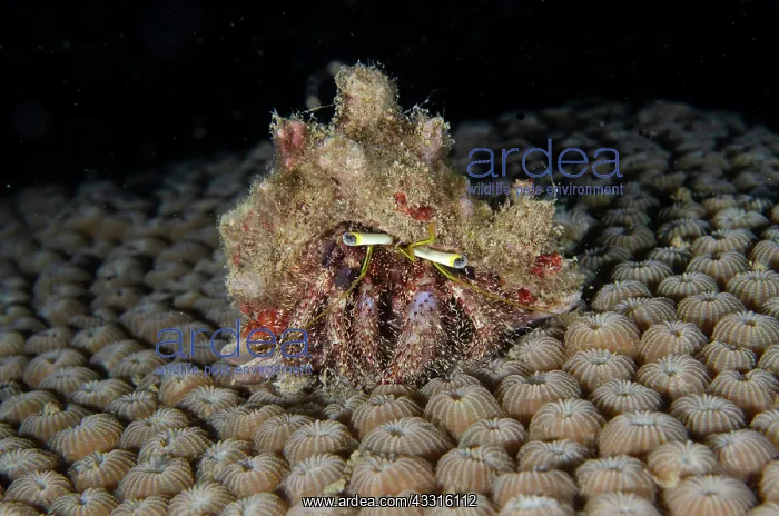 : Hermit Crab - on Hard Coral (Diploastrea sp) calyces : Hermit Crab - on Hard Coral (Diploastrea sp) calyces