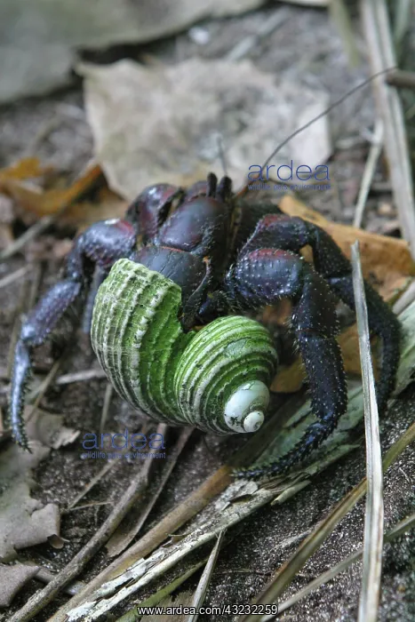 : Hermit crab, Henderson island (World Heritage : Hermit crab, Henderson island (World Heritage