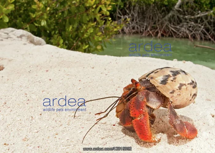 : Hermit Crab mangrove forest in background : Hermit Crab mangrove forest in background