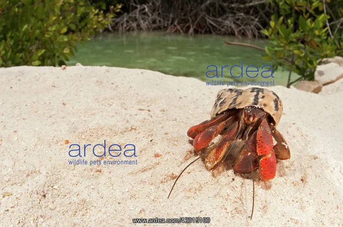 : Hermit Crab mangrove forest in background : Hermit Crab mangrove forest in background