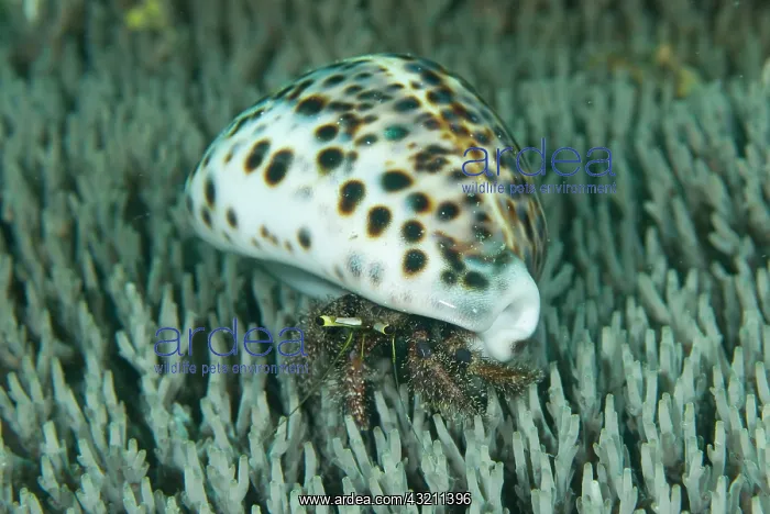 : Hermit crab (Paguroidea) emerging from freshly : Hermit crab (Paguroidea) emerging from freshly