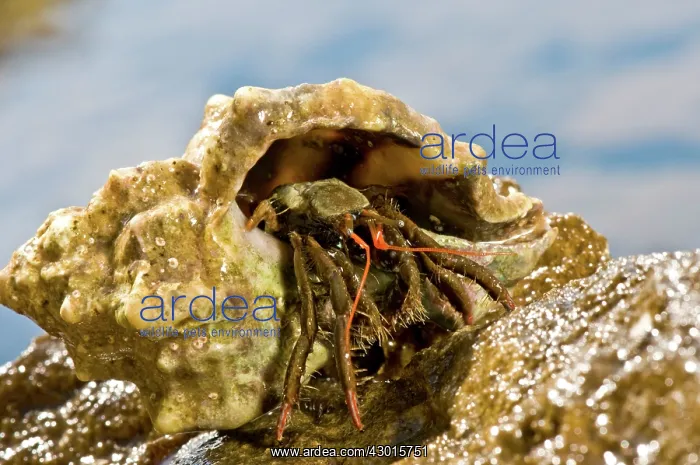 : Hermit Crab on rock : Hermit Crab on rock