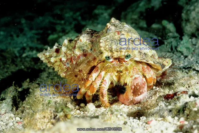 : A hermit crab with sea anemones Calliactis sp. on shell : A hermit crab with sea anemones Calliactis sp. on shell