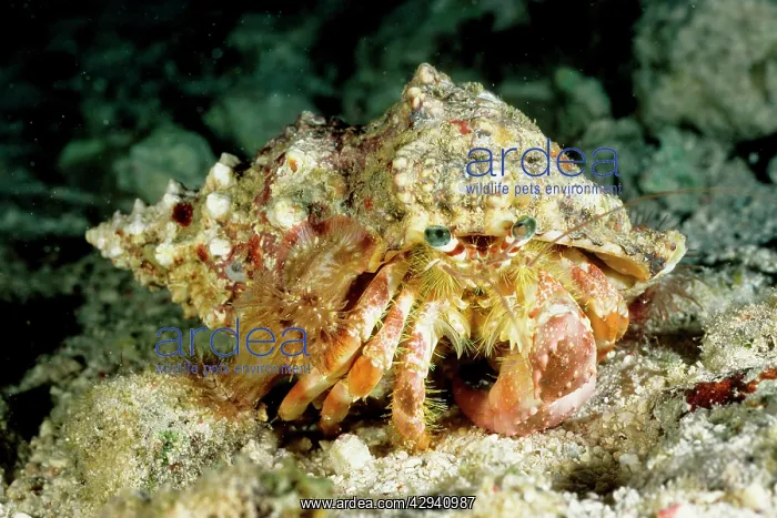 : A hermit crab with sea anemones Calliactis sp. on shell : A hermit crab with sea anemones Calliactis sp. on shell