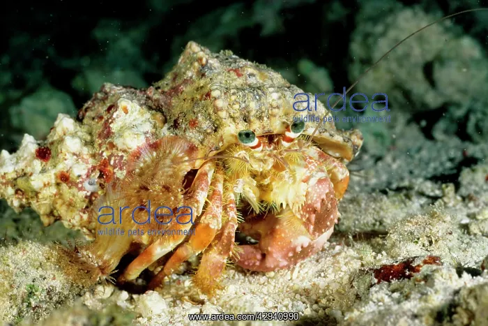 : A hermit crab with sea anemones Calliactis sp. on shell : A hermit crab with sea anemones Calliactis sp. on shell