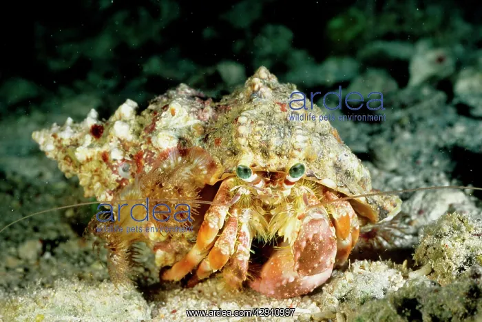 : A hermit crab with sea anemones (Calliactis sp.) on shell : A hermit crab with sea anemones (Calliactis sp.) on shell