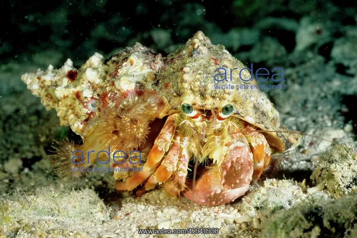  : A hermit crab with sea anemones Calliactis sp. on shell