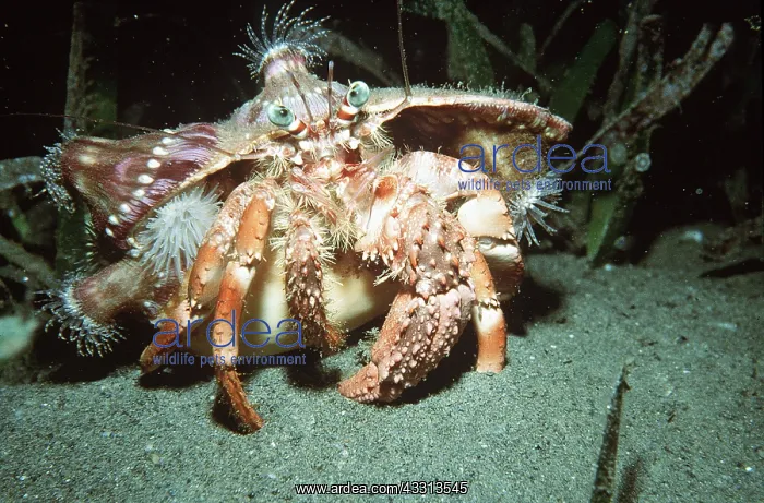 : HERMIT CRAB in shell on sea bed : HERMIT CRAB in shell on sea bed