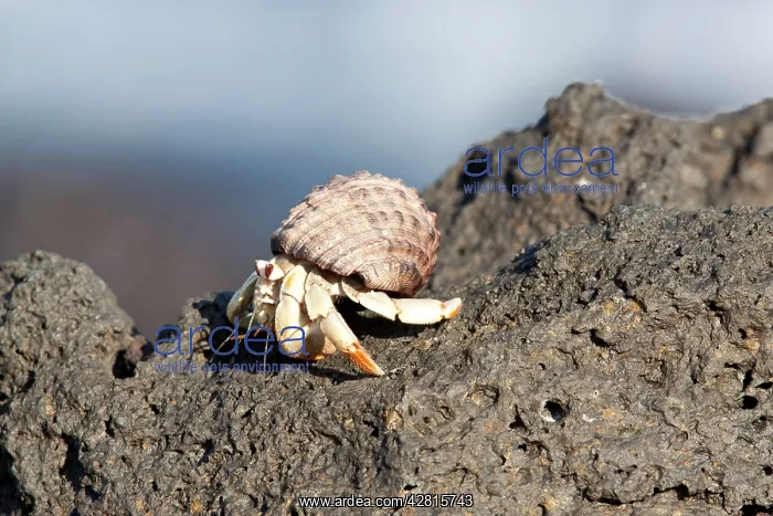 : Hermit crab Urbina Bay Isabela Island Galapagos Islands UNES : Hermit crab Urbina Bay Isabela Island Galapagos Islands UNES