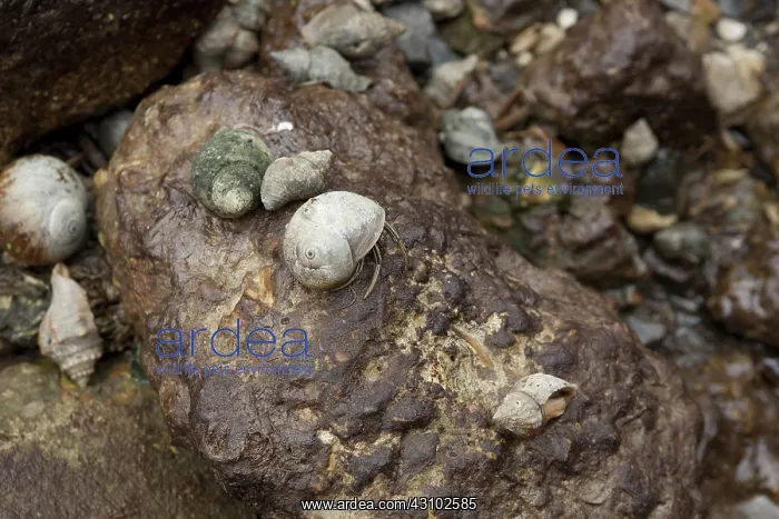 : Hermit Crabs on Oiled Rocks : Hermit Crabs on Oiled Rocks