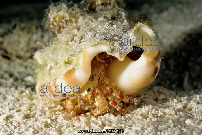: Hermit crabs such as this have soft abdomens so : Hermit crabs such as this have soft abdomens so