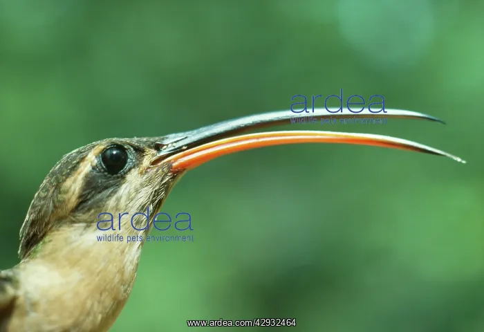 : Hermit Hummingbird : Hermit Hummingbird