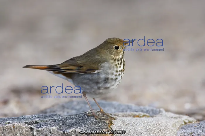  : Hermit Thrush