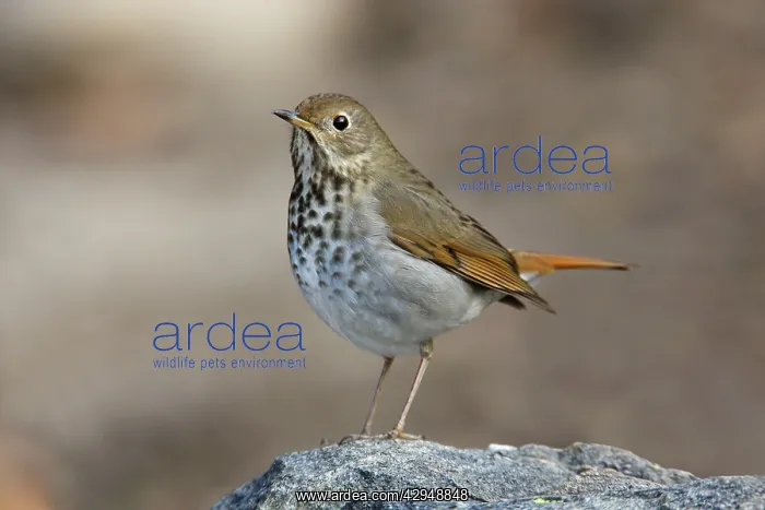  : Hermit Thrush