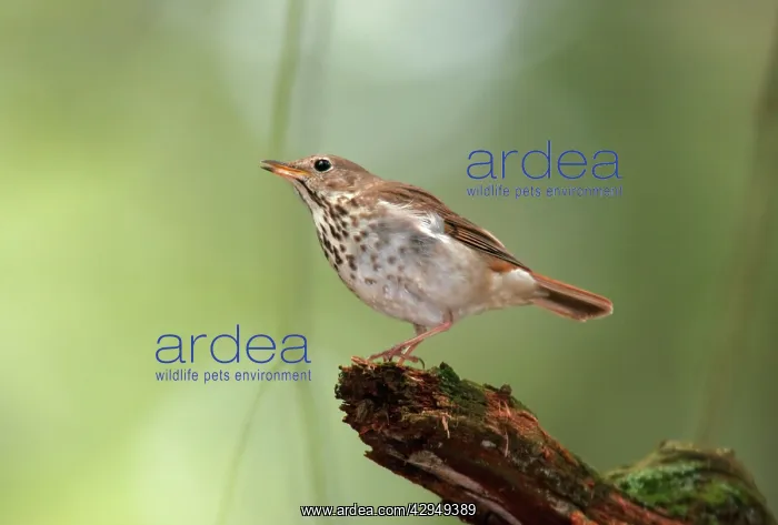 : Hermit Thrush : Hermit Thrush