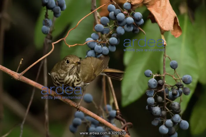 : Hermit Thrush : Hermit Thrush