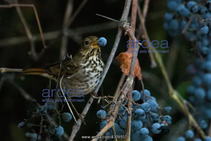 : Hermit Thrush : Hermit Thrush