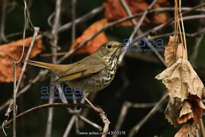 : Hermit Thrush : Hermit Thrush