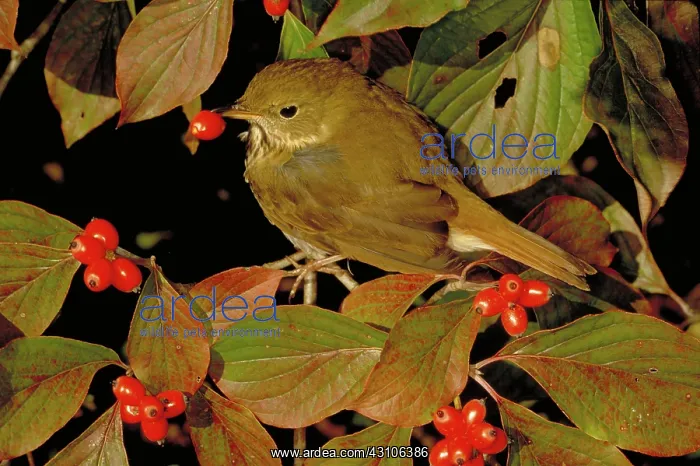 : Hermit thrush : Hermit thrush