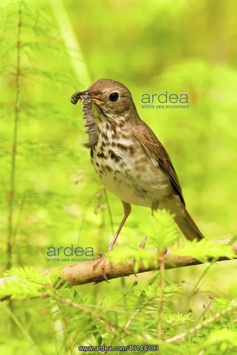 : Hermit Thrush : Hermit Thrush