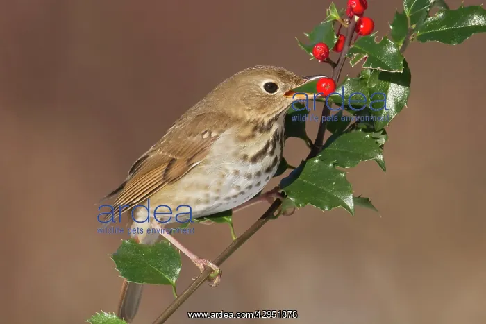 : Hermit Thrush - eating berries : Hermit Thrush - eating berries