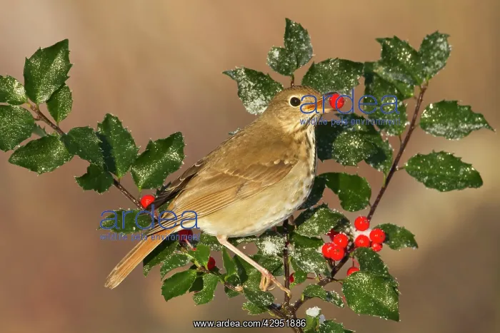 : Hermit Thrush feeding on holly berries in winter : Hermit Thrush feeding on holly berries in winter