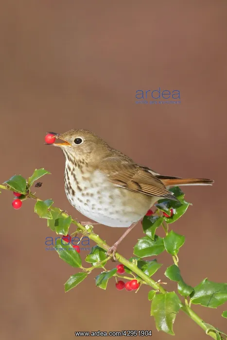 : Hermit Thrush - feeding on holly berries in winter : Hermit Thrush - feeding on holly berries in winter