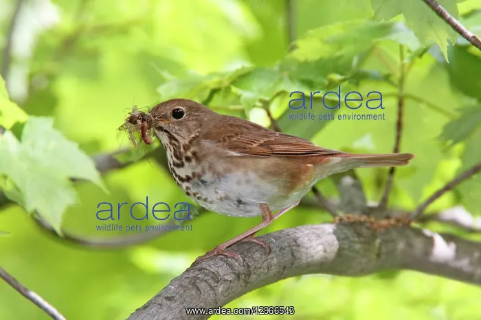 : Hermit Thrush with food for young : Hermit Thrush with food for young