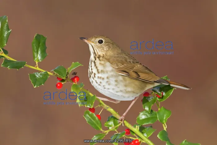 : Hermit Thrush - with holly berries in winter : Hermit Thrush - with holly berries in winter