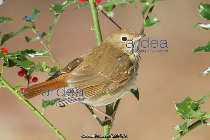 : Hermit Thrush - on holly in winter : Hermit Thrush - on holly in winter