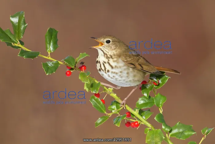 : Hermit Thrush - with mouth open - with holly berries : Hermit Thrush - with mouth open - with holly berries
