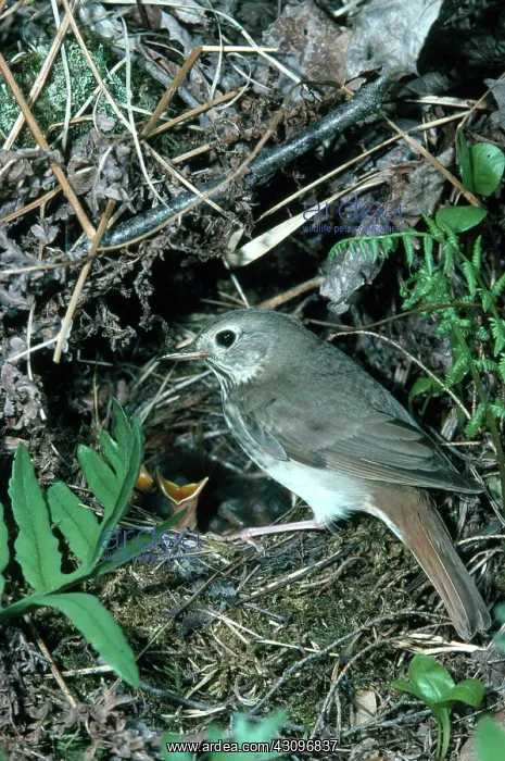 : Hermit Thrush At Nest : Hermit Thrush At Nest