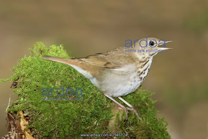 : Hermit Thrush - Singing : Hermit Thrush - Singing
