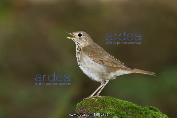: Hermit Thrush. Singing on territory in spring : Hermit Thrush. Singing on territory in spring