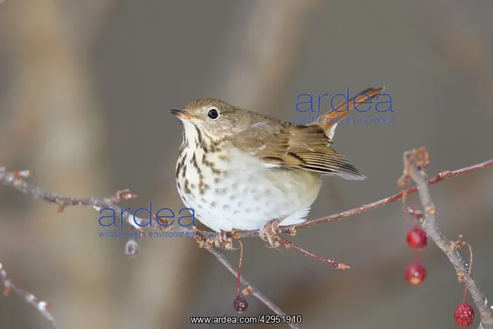 : Hermit Thrush - winter on crab apple : Hermit Thrush - winter on crab apple
