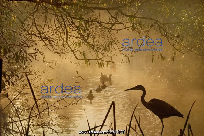 : Heron - Autumn mist over woodland pond with ducks : Heron - Autumn mist over woodland pond with ducks