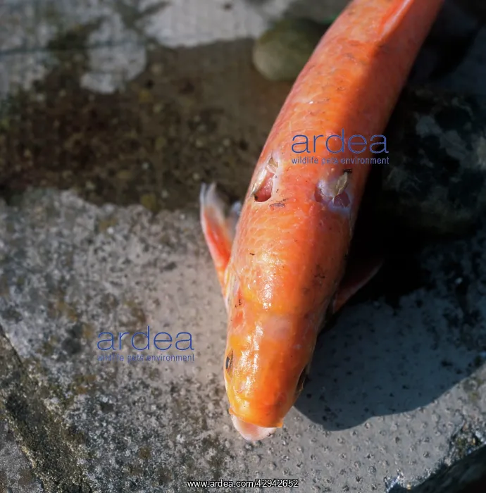  : heron damage to golden orfe caused by stab from beak