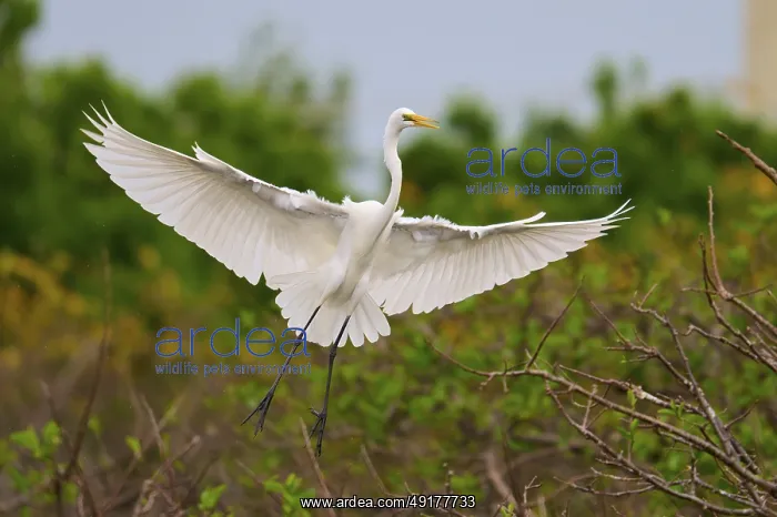  : Heron in flight with outstretched wings over a green background
