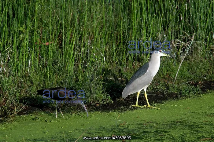 : Heron and Ibis : Heron and Ibis